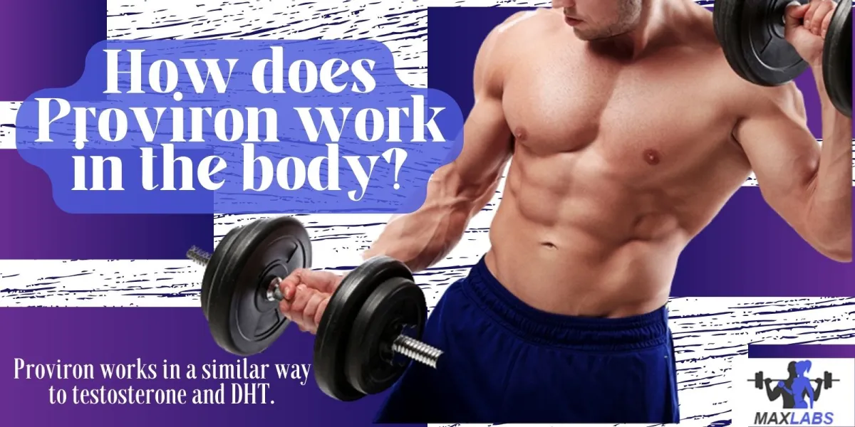 How does Proviron work in the body?